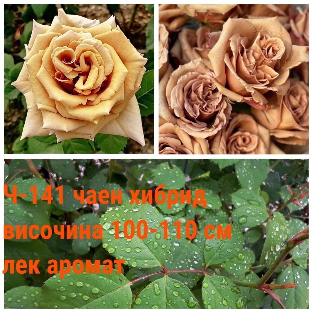 Ч-141 - Роза в саксия 2 л