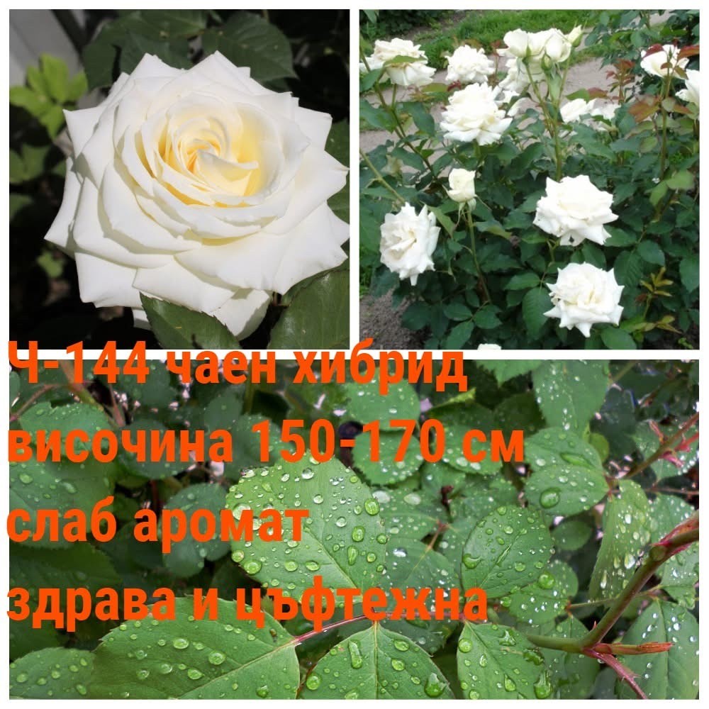 Ч-144 - Роза в саксия 2 л