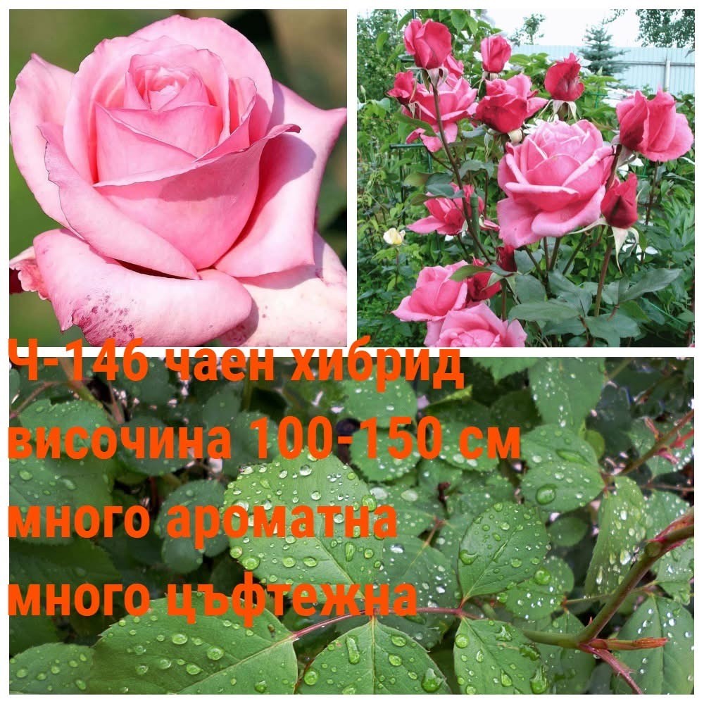 Ч-146 - Роза в саксия 2 л