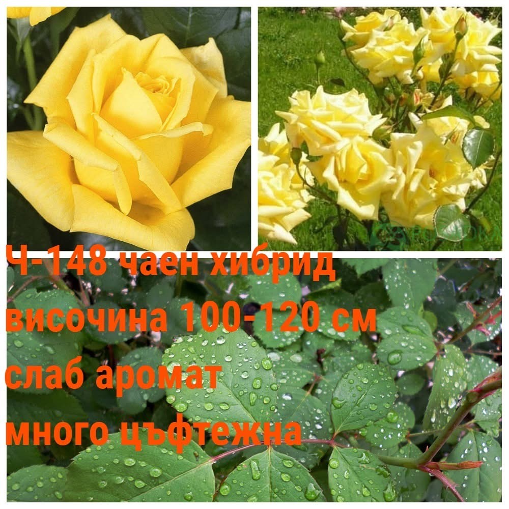 Ч-148 - Роза в саксия 2 л