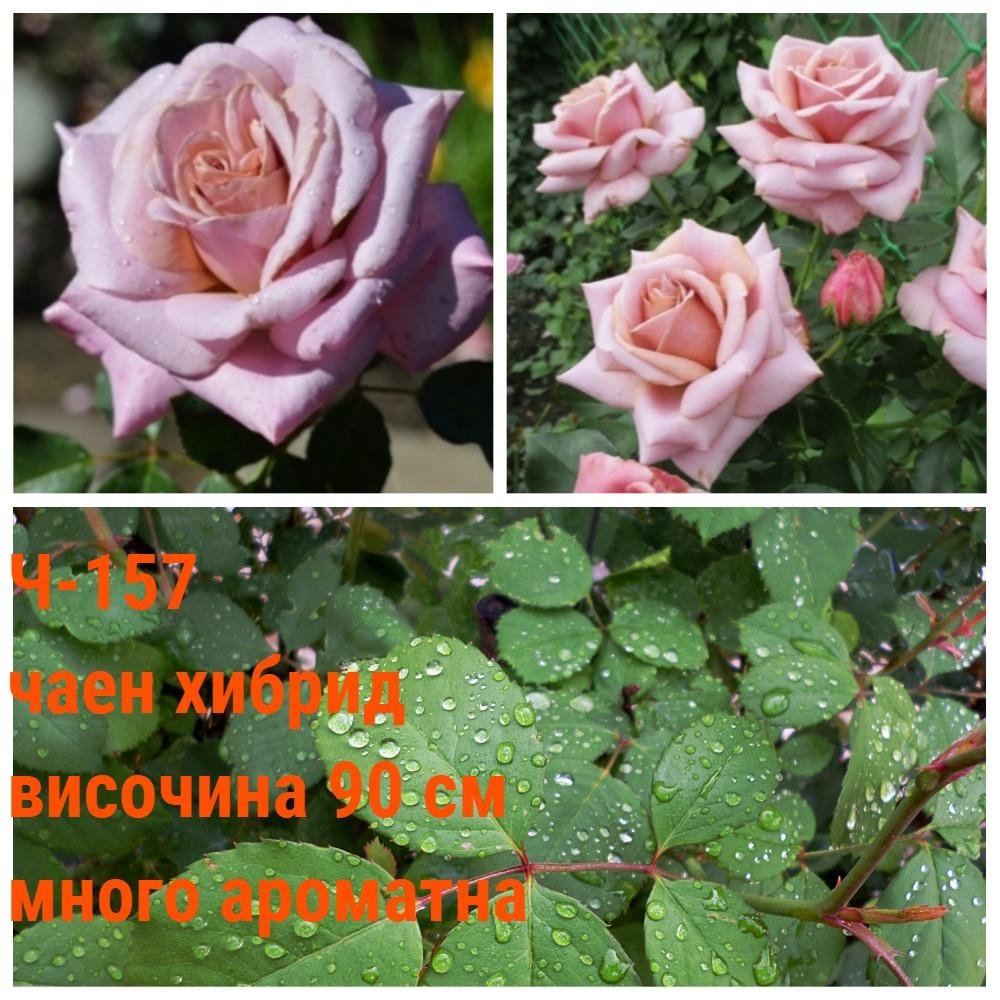 Ч-157 - Роза в саксия 2 л