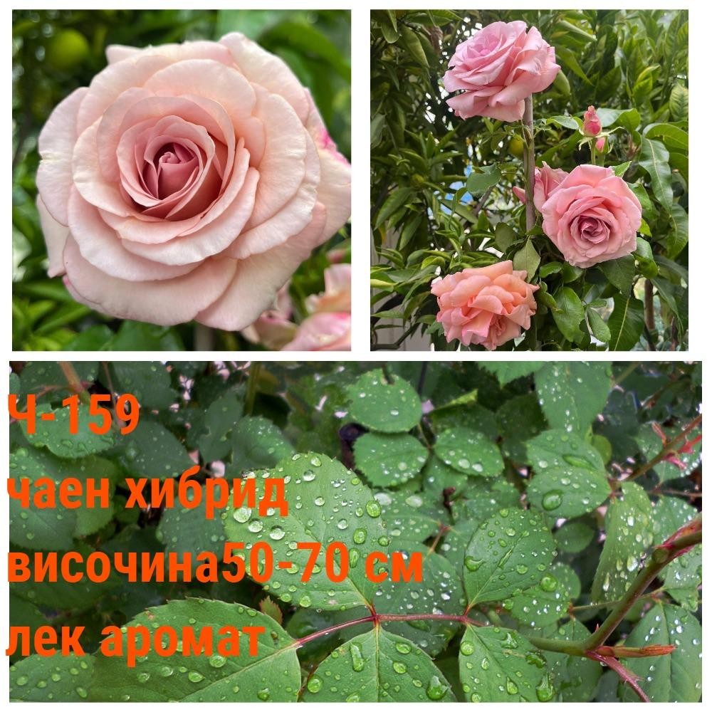 Ч-159 - Роза в саксия 2 л