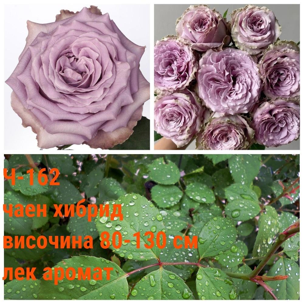 Ч-162 - Роза в саксия 2 л