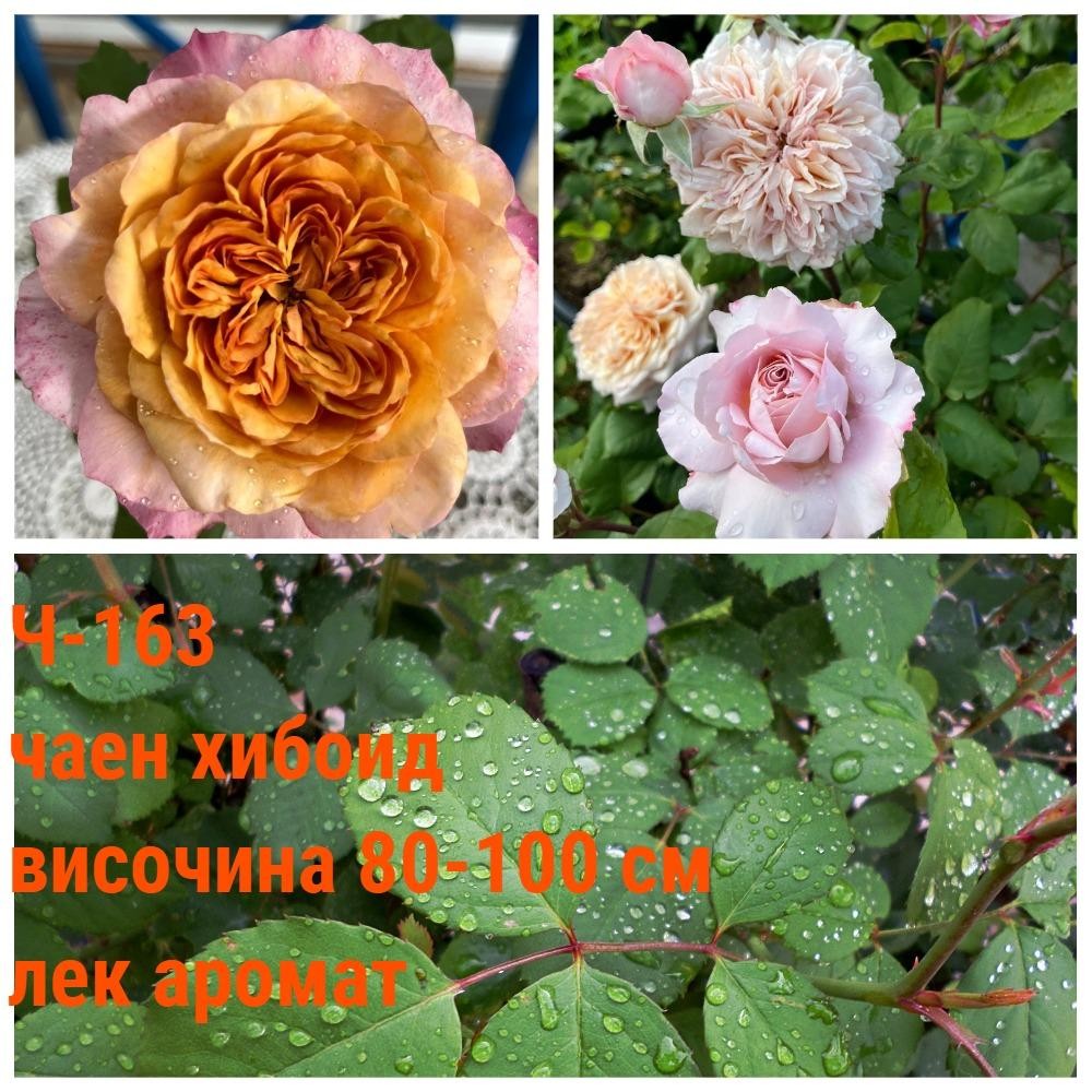 Ч-163 - Роза в саксия 2 л