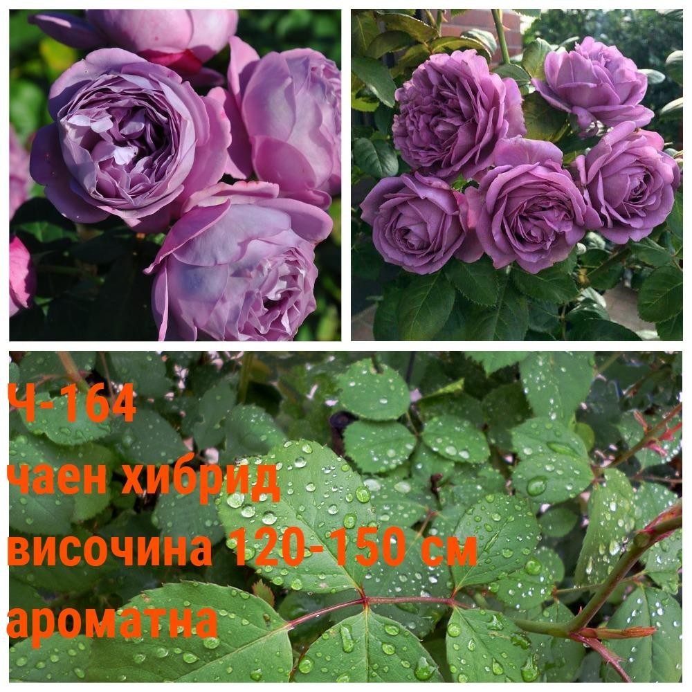 Ч-164 - Роза в саксия 2 л