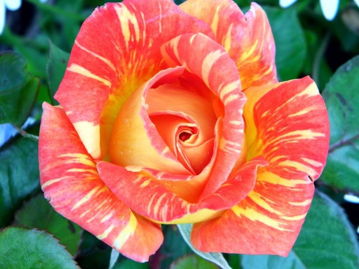 Ч-166 - Роза в саксия 3 л