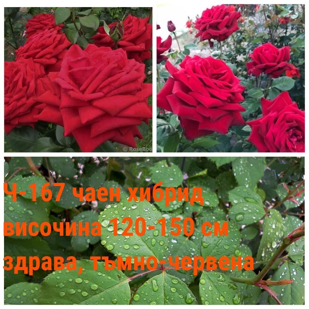 Ч-167 - Роза в саксия 2 л