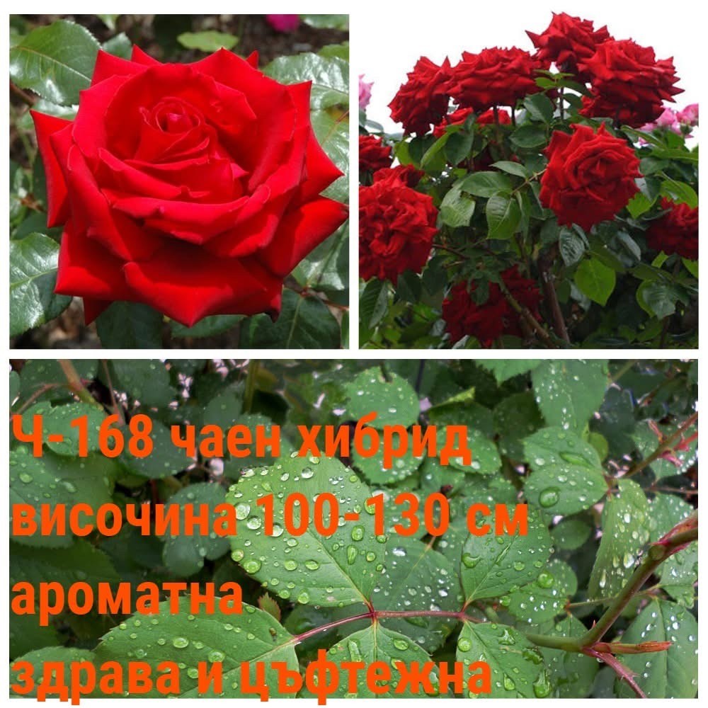 Ч-168 - Роза в саксия 2 л