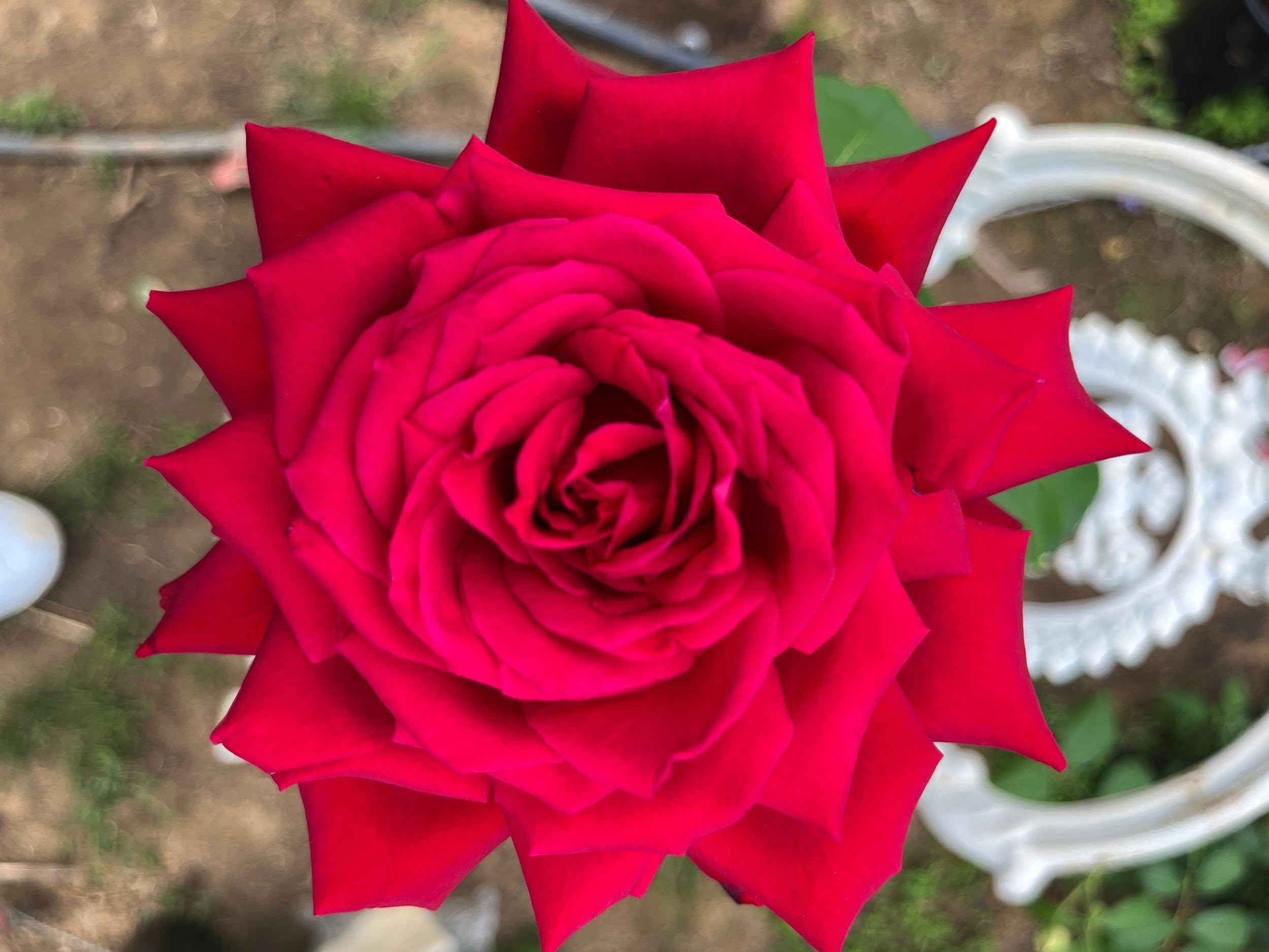 Ч-168 - Роза в саксия 3 л