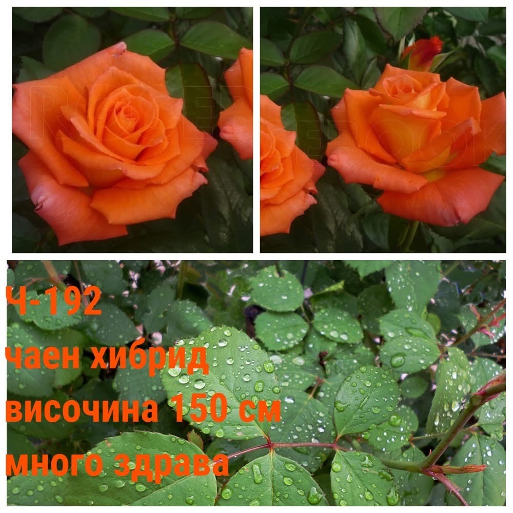 Ч-192 - Роза в саксия 2 л