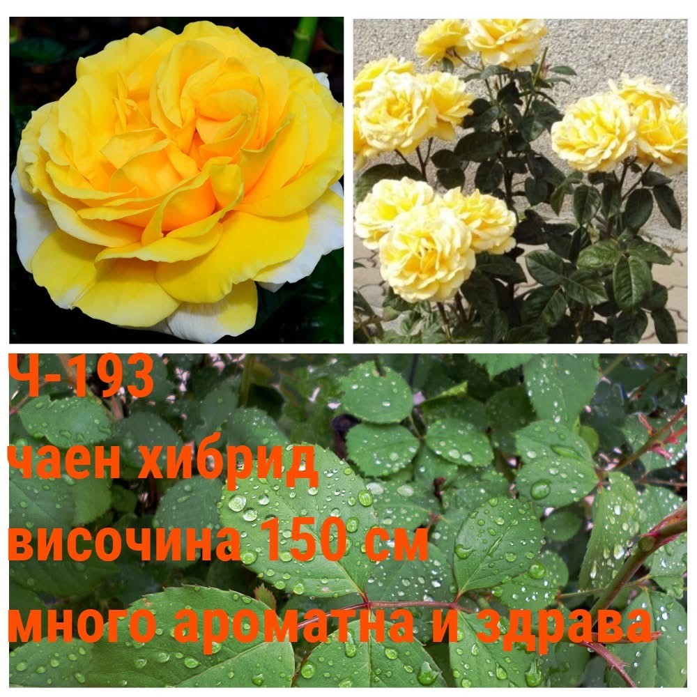 Ч-193 - Роза в саксия 2 л