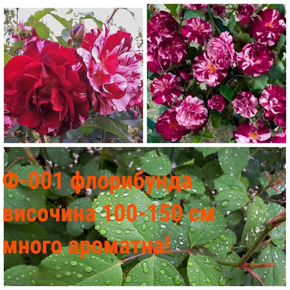 Ф-001 - Роза в саксия 2 л