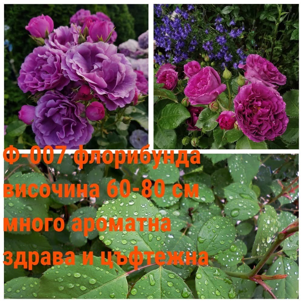 Ф-007 - Роза в саксия 2 л