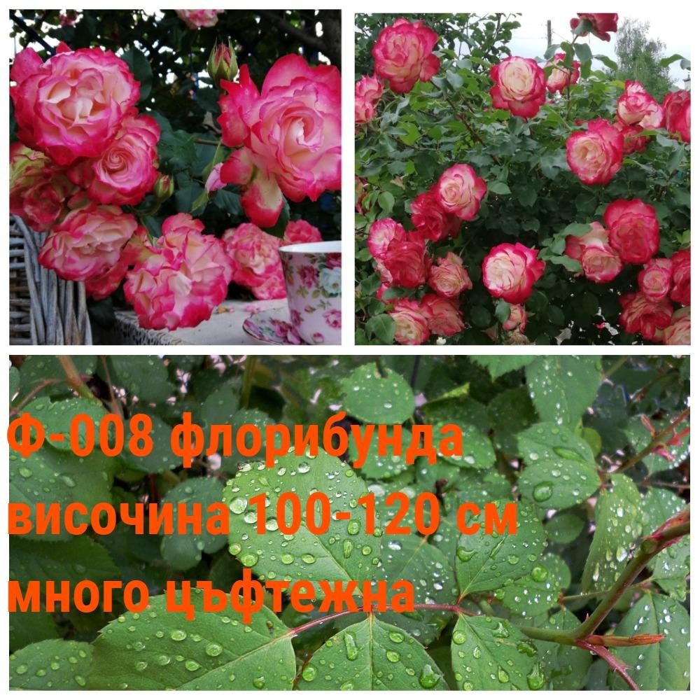 Ф-008 - Роза в саксия 2 л