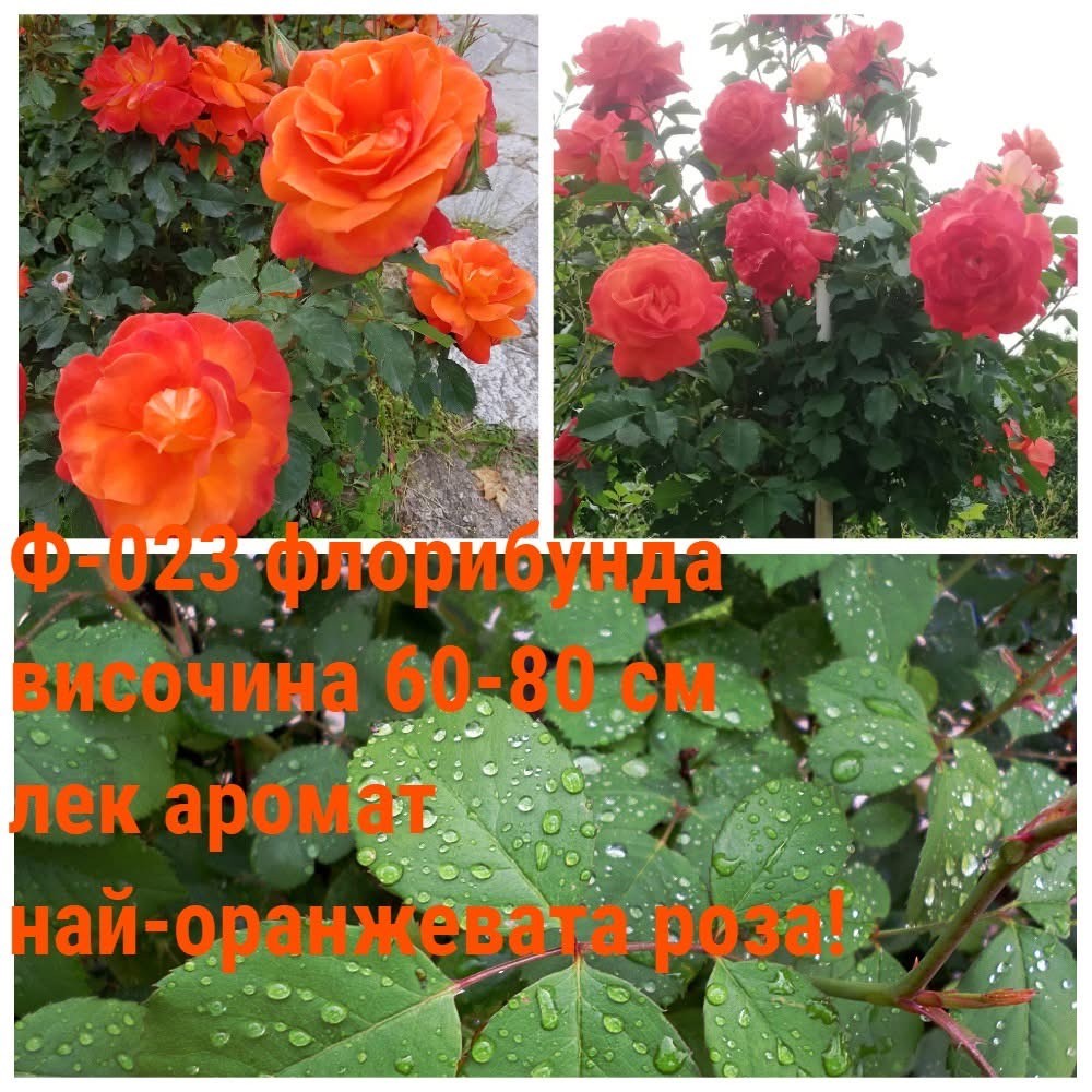 Ф-023 - Роза в саксия 2 л