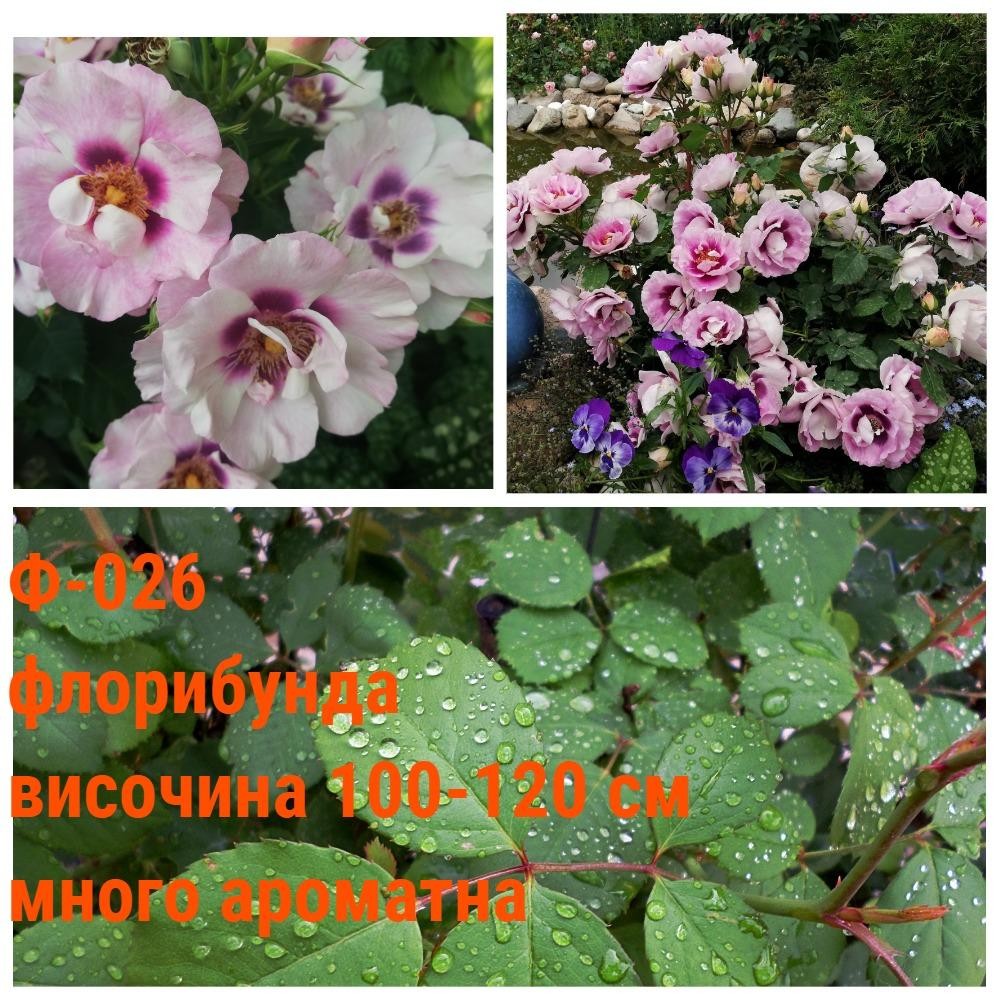 Ф-026 - Роза в саксия 2 л