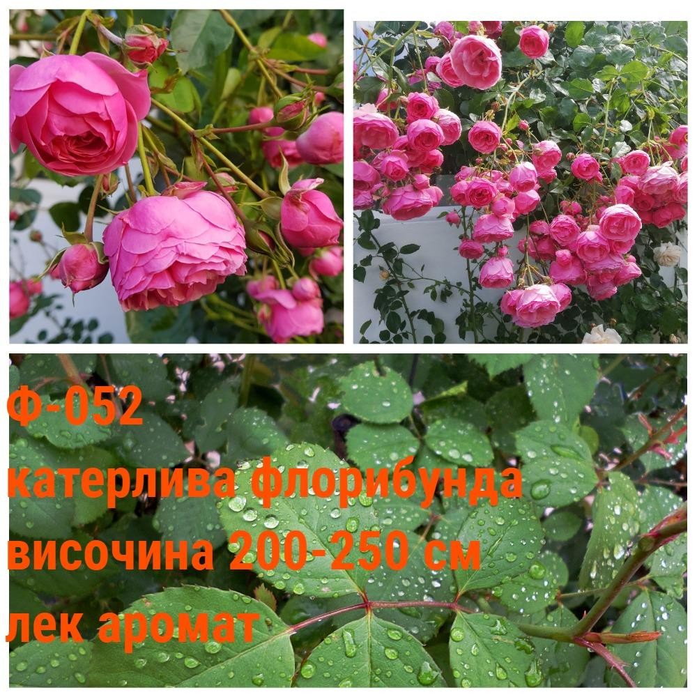 Ф-052 - Роза в саксия 2 л