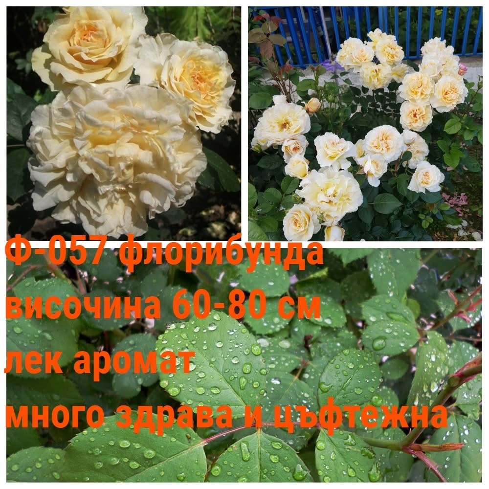 Ф-057 - Роза в саксия 2 л