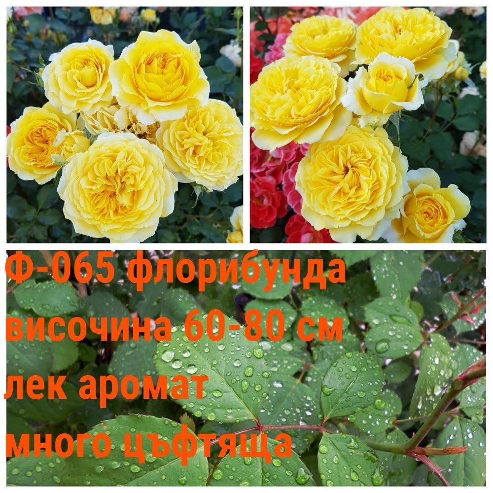 Ф-065 - Роза в саксия 2 л