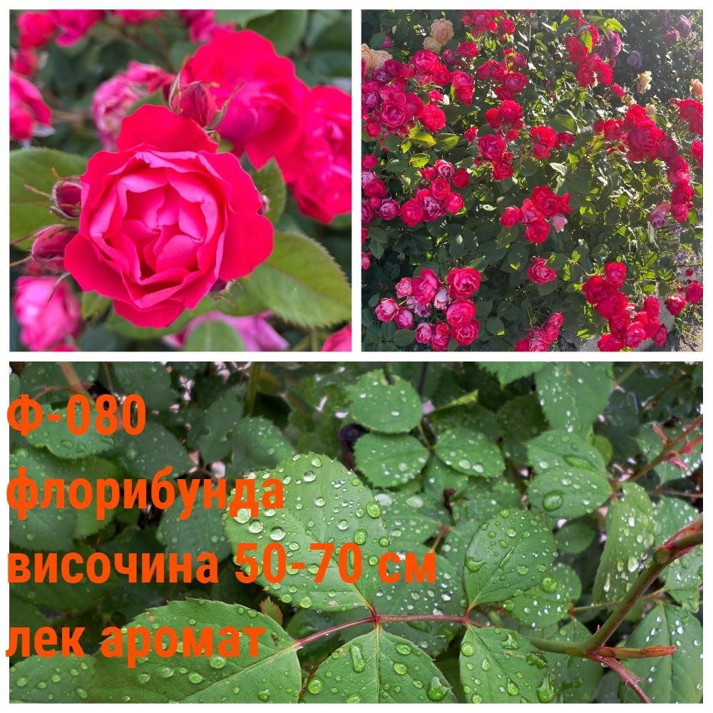 Ф-080 - Роза в саксия 2 л