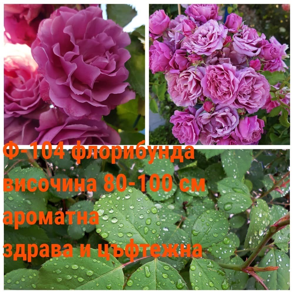 Ф-104 - Роза в саксия 2 л