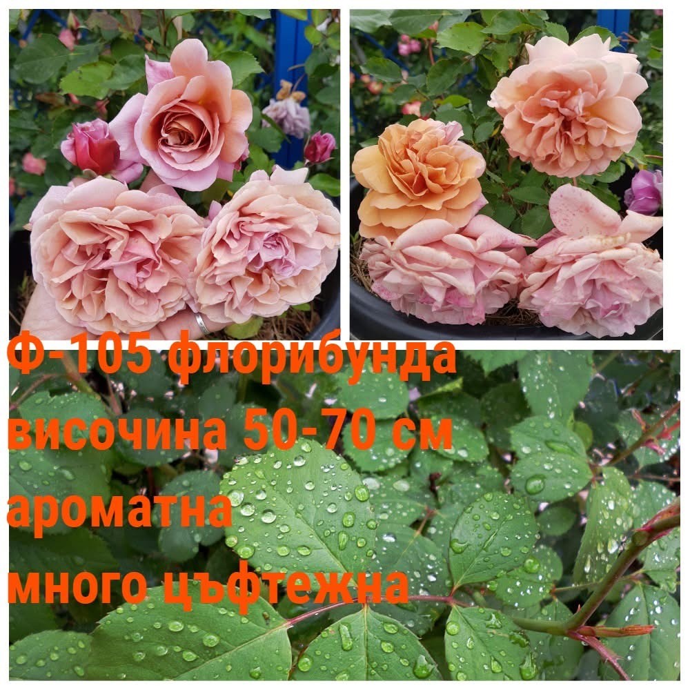 Ф-105 - Роза в саксия 2 л