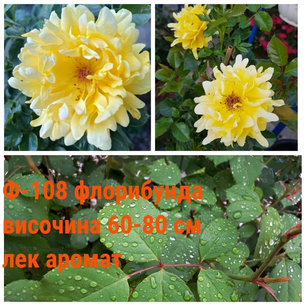 Ф-108 - Роза в саксия 2 л