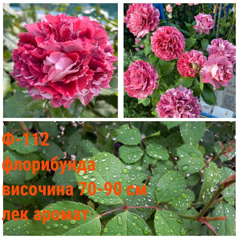 Ф-112 - Роза в саксия 2 л