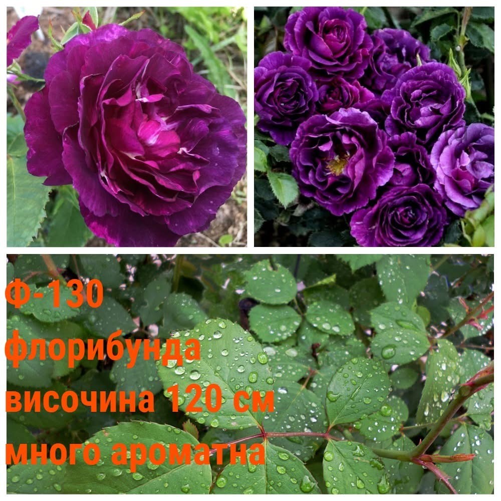 Ф-130 - Роза в саксия 2 л