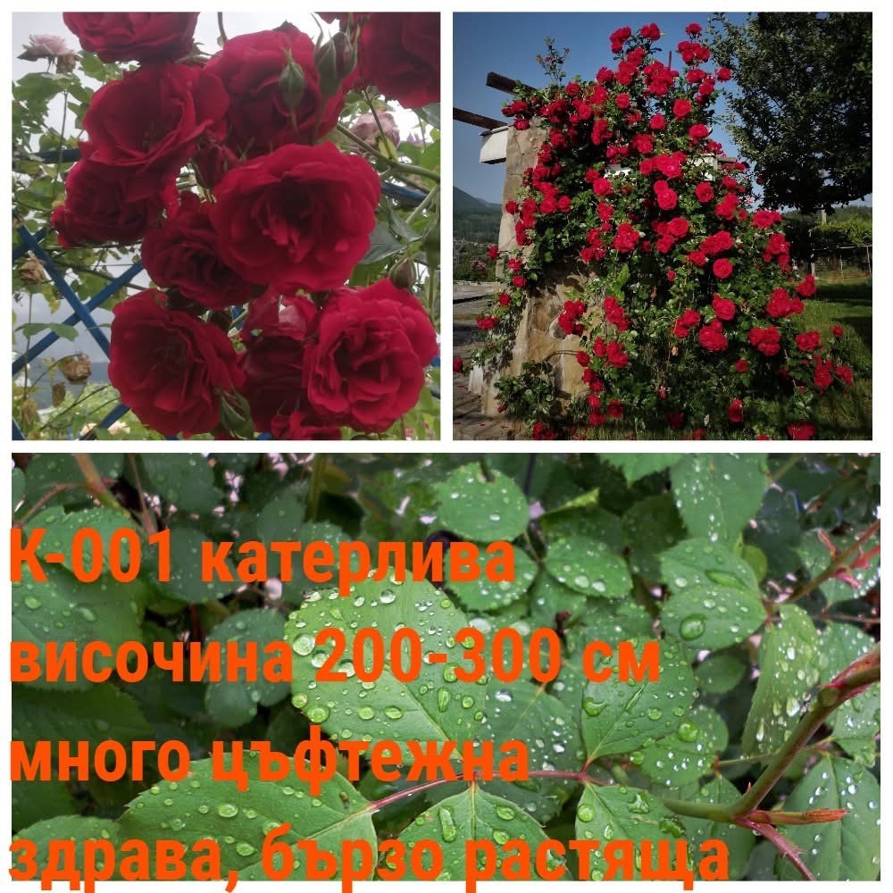 К-001 - Роза в саксия 2 л