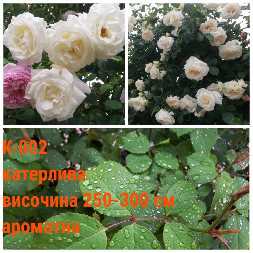 К-002 - Роза в саксия 2 л