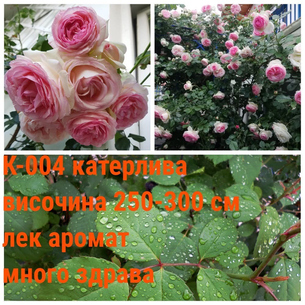 К-004 - Роза в саксия 2 л