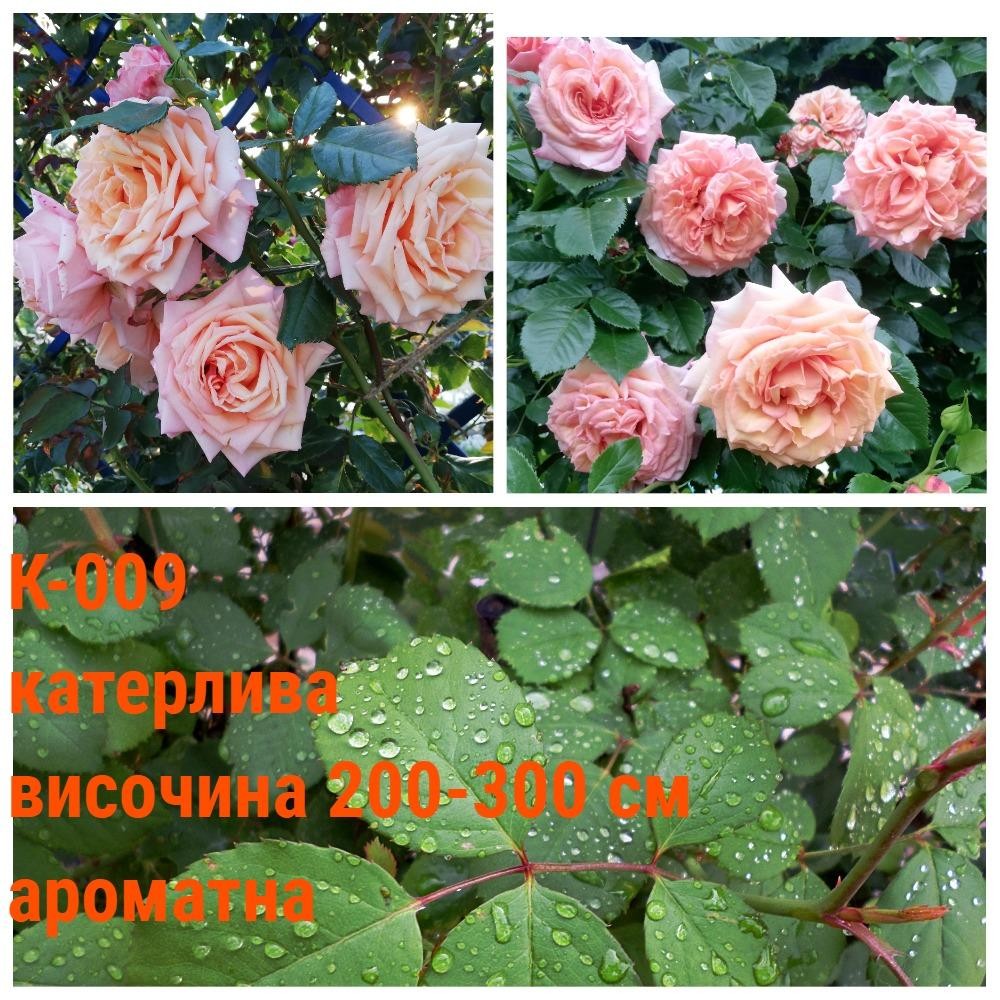 К-009 - Роза в саксия 2 л