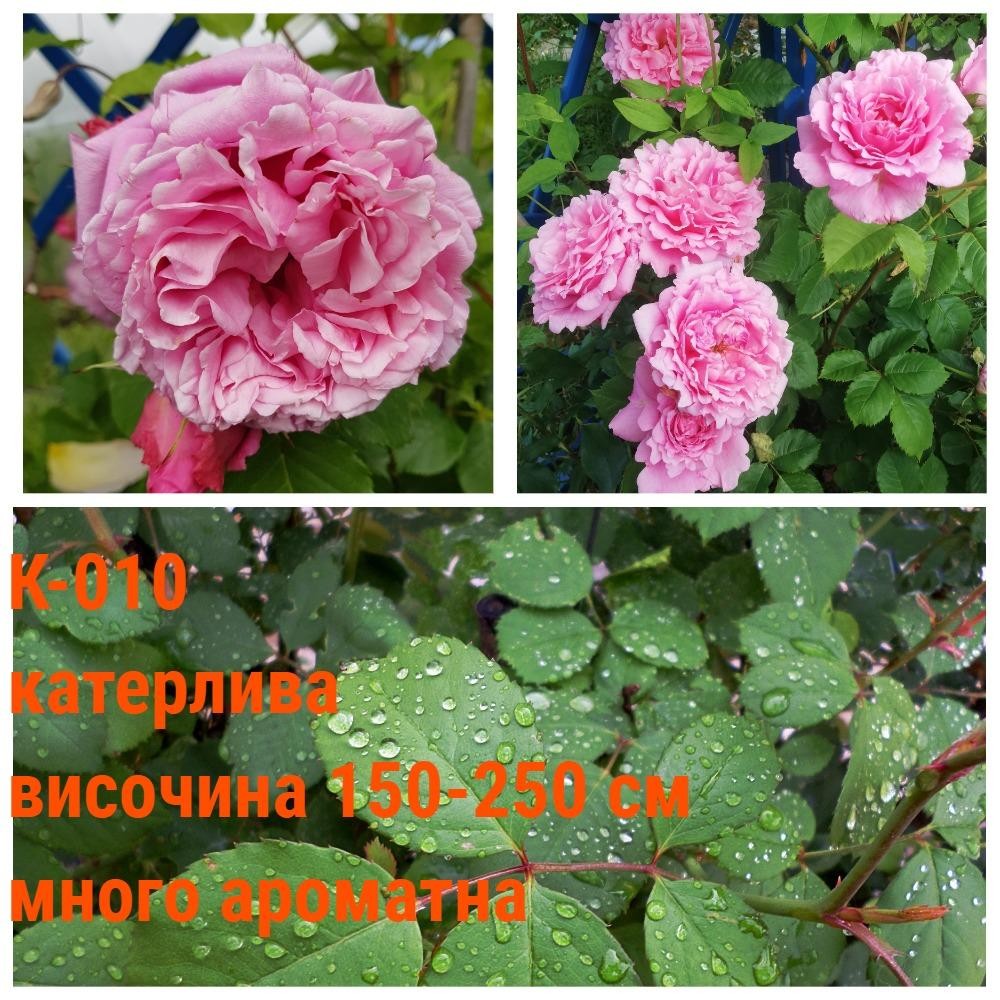 К-010 - Роза в саксия 2 л