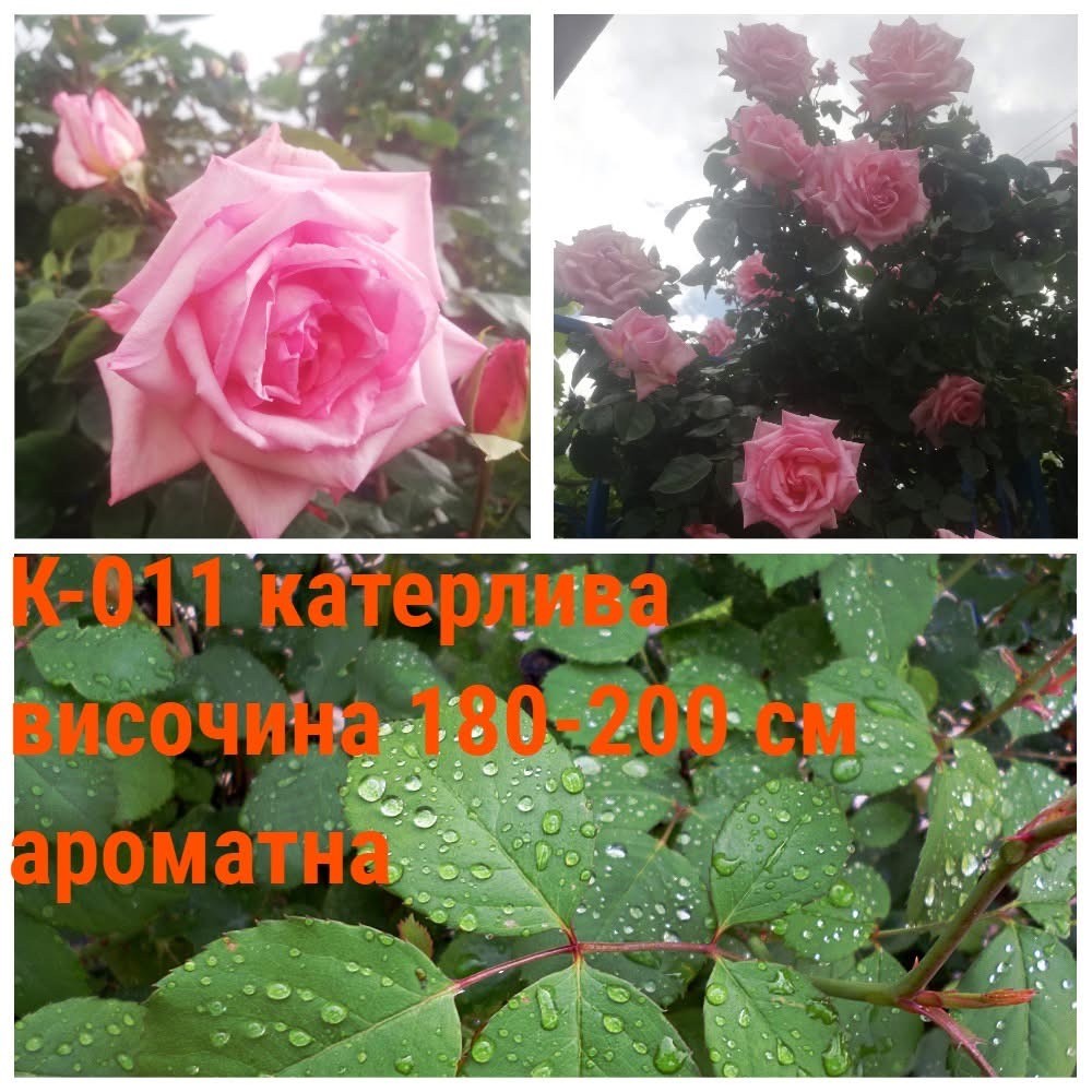 К-011 - Роза в саксия 2 л