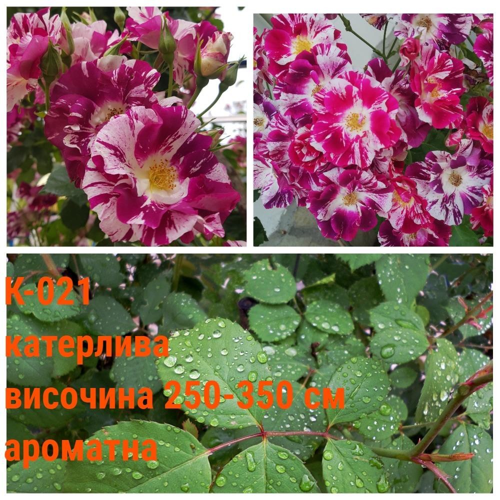 К-021 - Роза в саксия 2 л