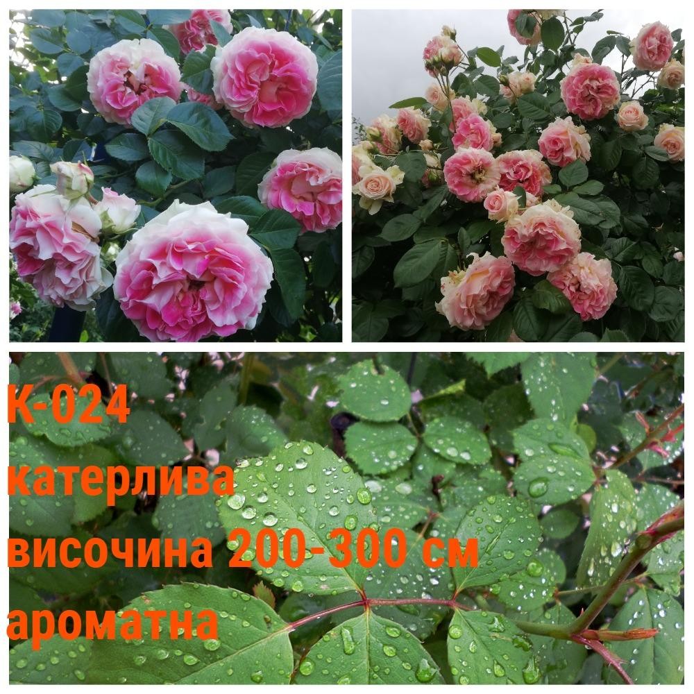 К-024 - Роза в саксия 2 л