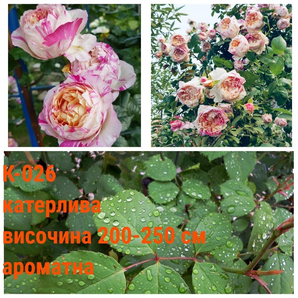 К-026 - Роза в саксия 2 л