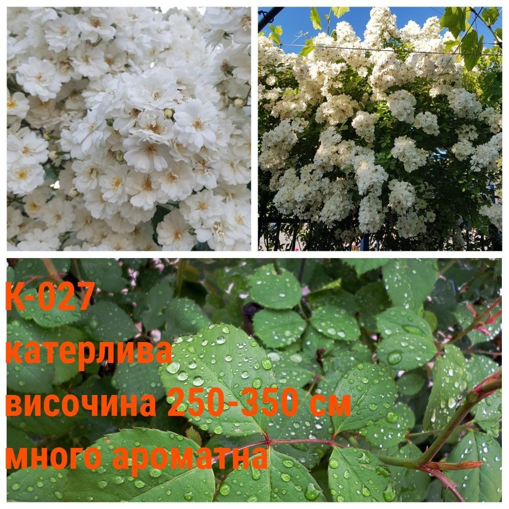 К-027 - Роза в саксия 2 л