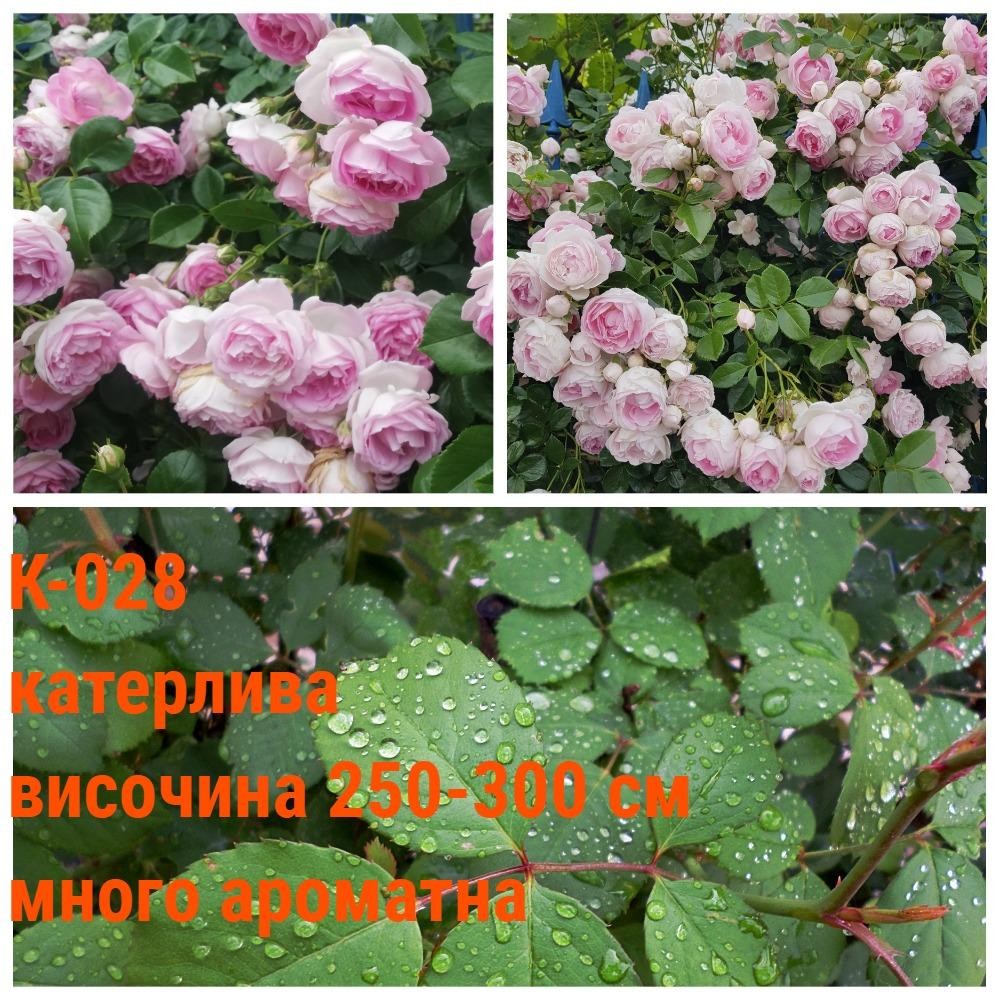 К-028 - Роза в саксия 2 л