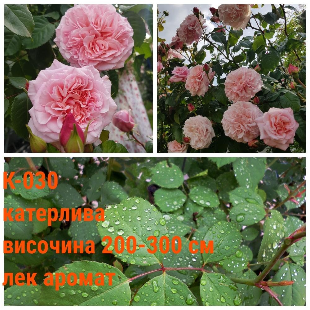 К-030 - Роза в саксия 2 л