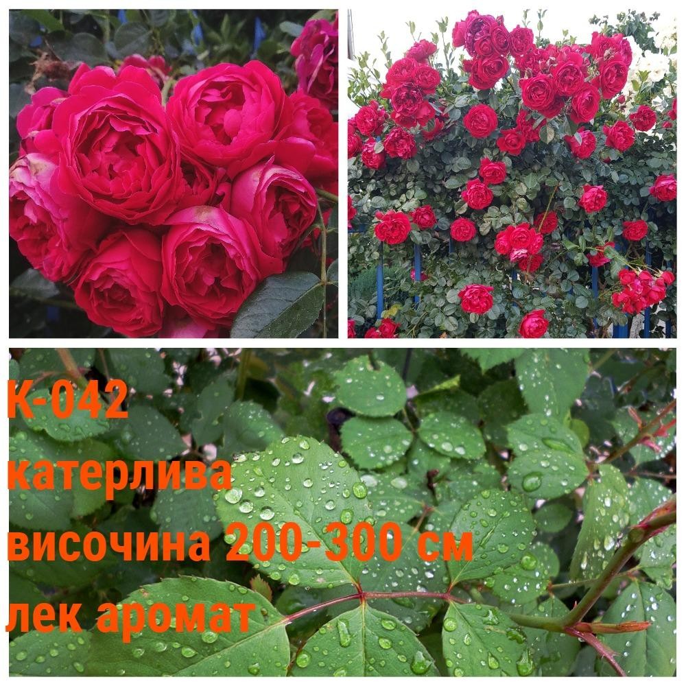 К-042 - Роза в саксия 2 л