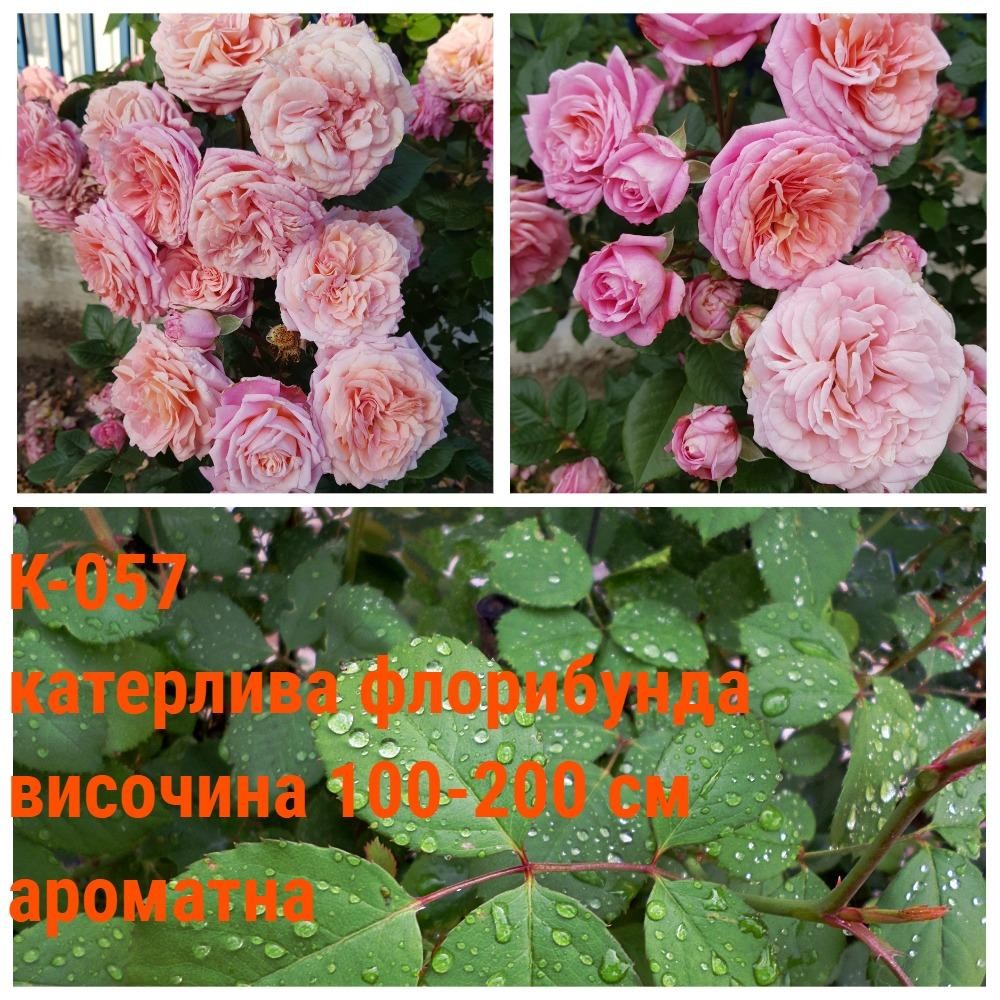 К-057 - Роза в саксия 2 л