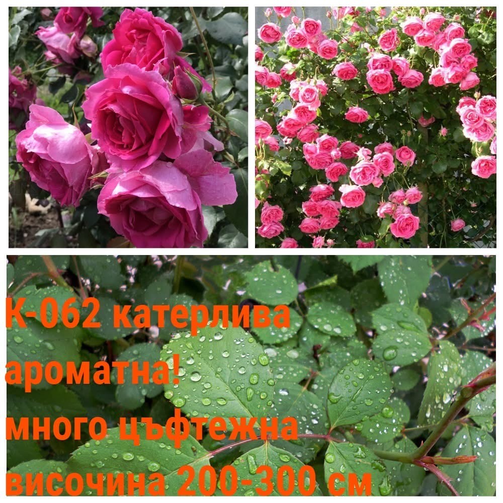 К-062 - Роза в саксия 2 л