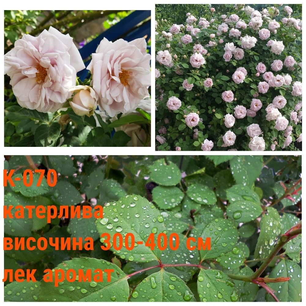 К-070 - Роза в саксия 2 л