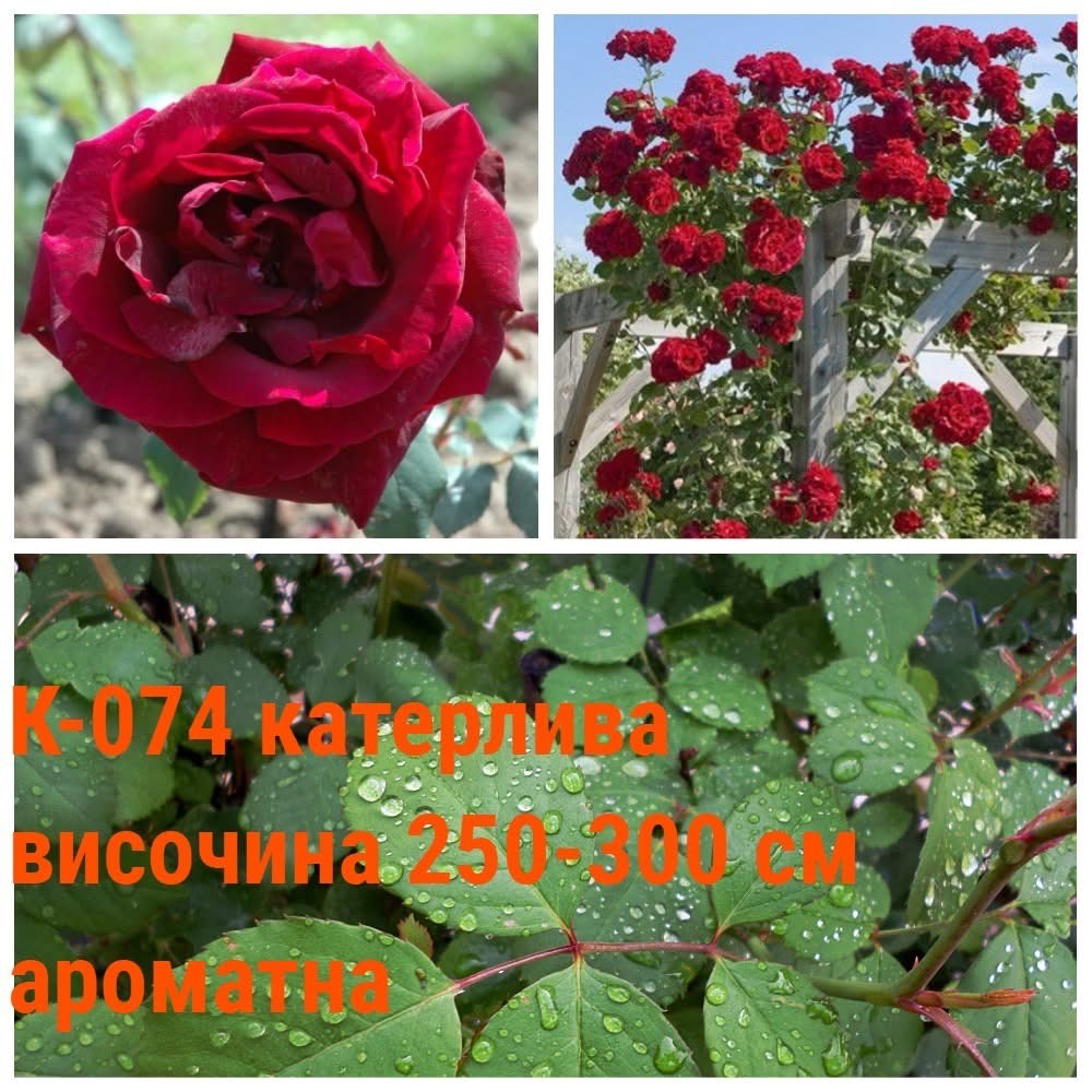 К-074 - Роза в саксия 2 л