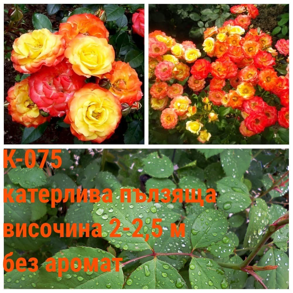 К-075 - Роза в саксия 2 л