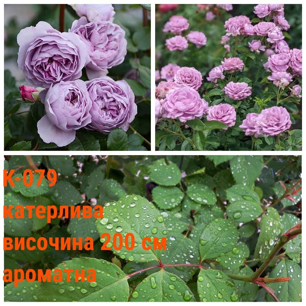 К-079 - Роза в саксия 2 л