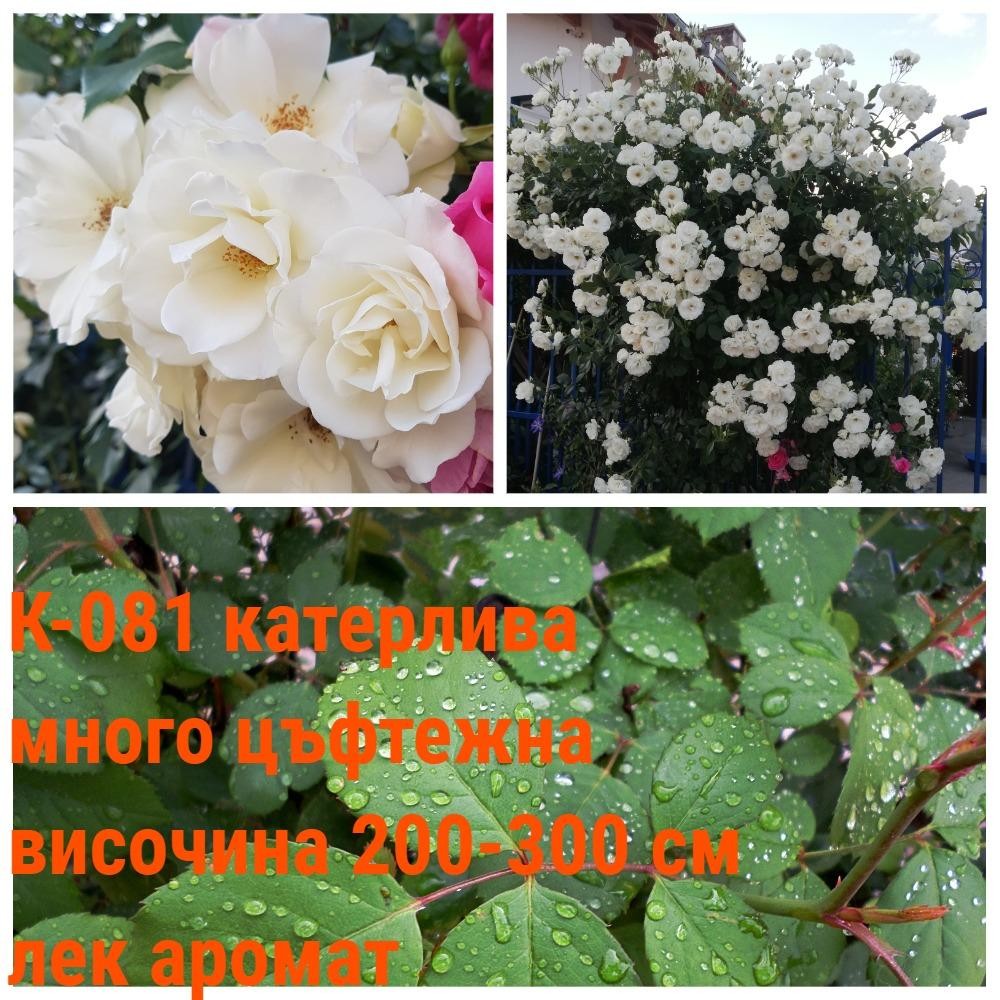 К-081 - Роза в саксия 2 л