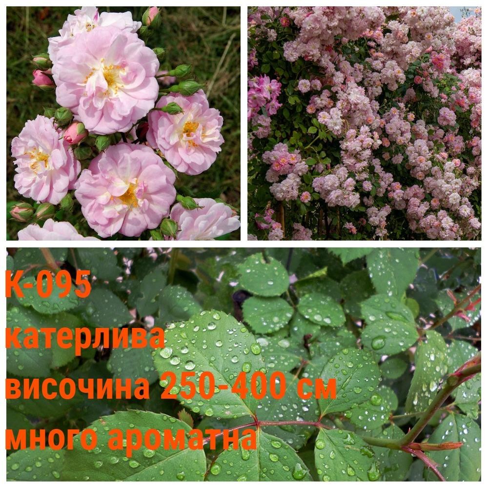 К-095 - Роза в саксия 2 л